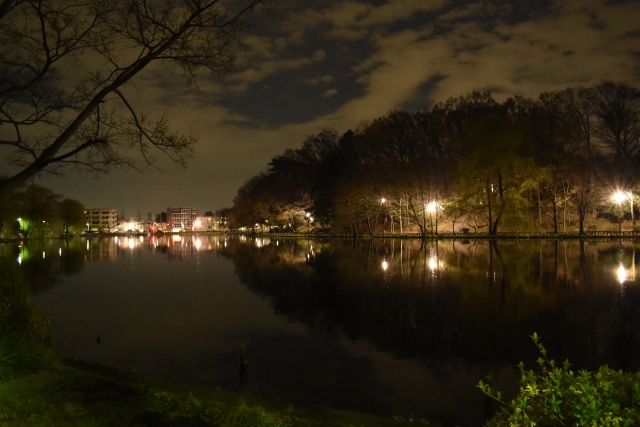 夜の石神井公園