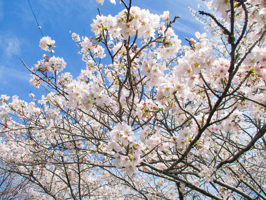 『　春だ！桜だ😃　』