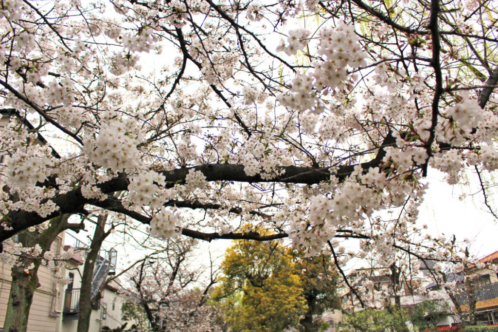 桜開花、花見に行きます🌸